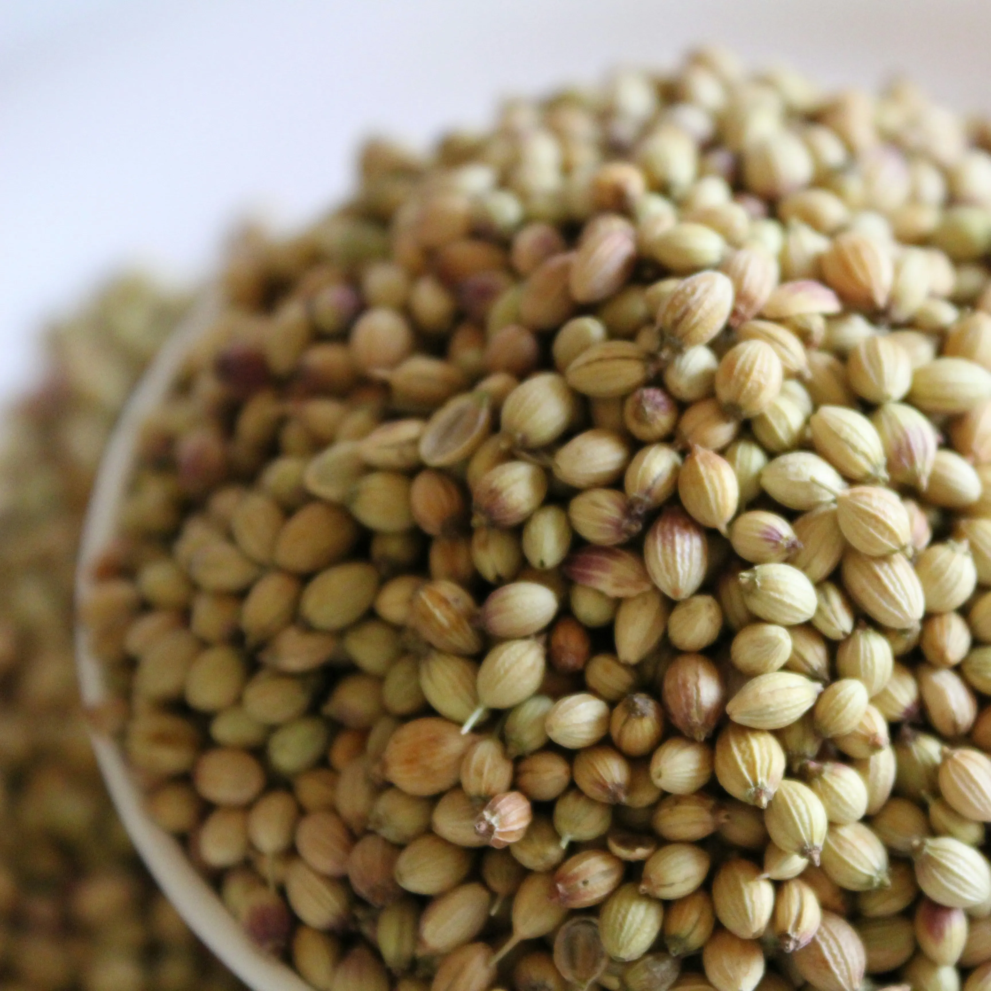 Premium Indian Coriander